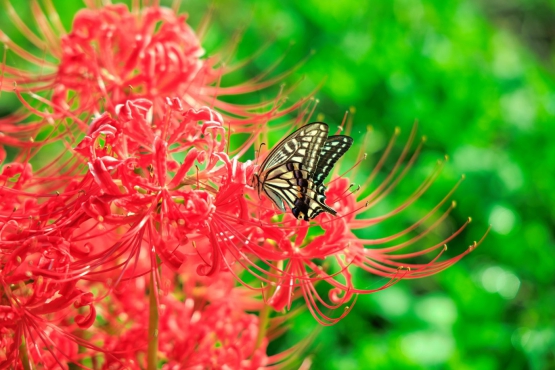 彼岸花とアゲハチョウ